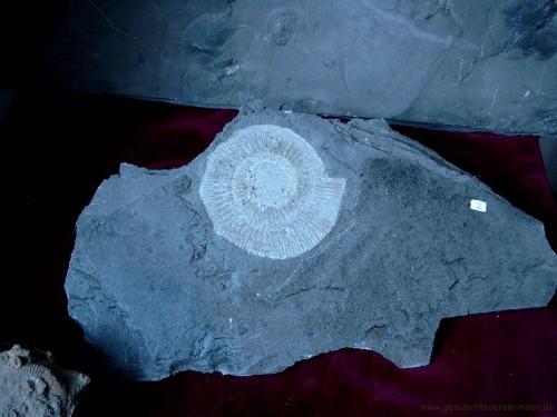 gvi-ausstellung-fossilien 12