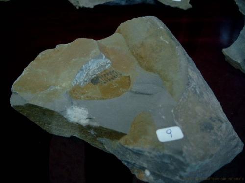 gvi-ausstellung-fossilien 16