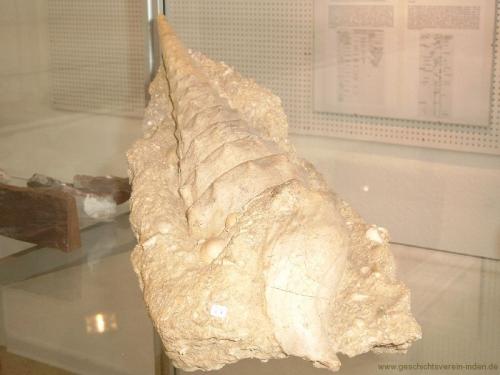 gvi-ausstellung-fossilien 25